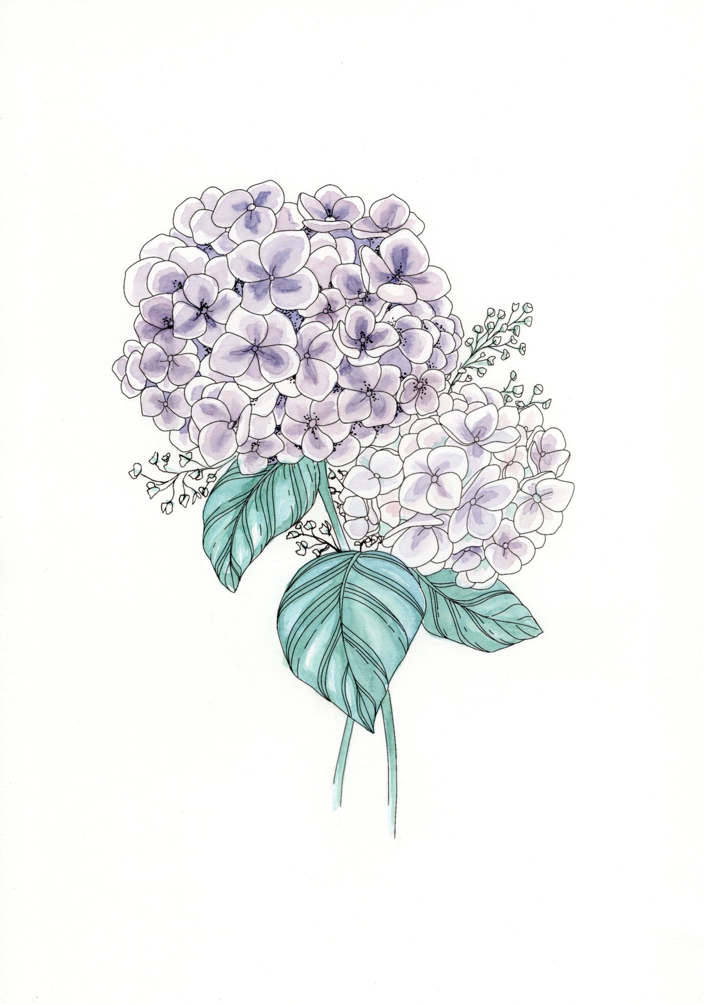 Hydrangea blooms - Printable design