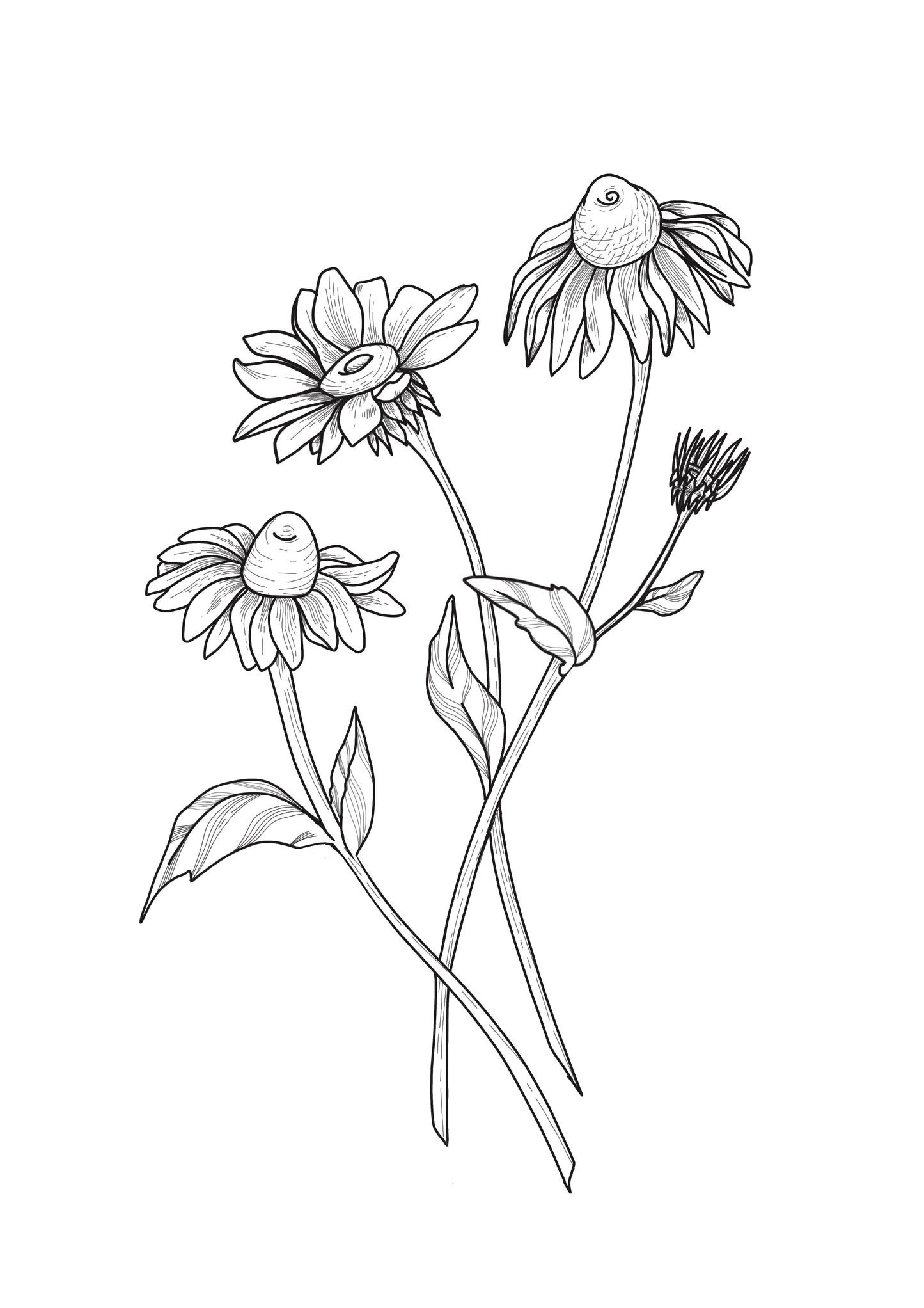 Cone flowers - Printable Design