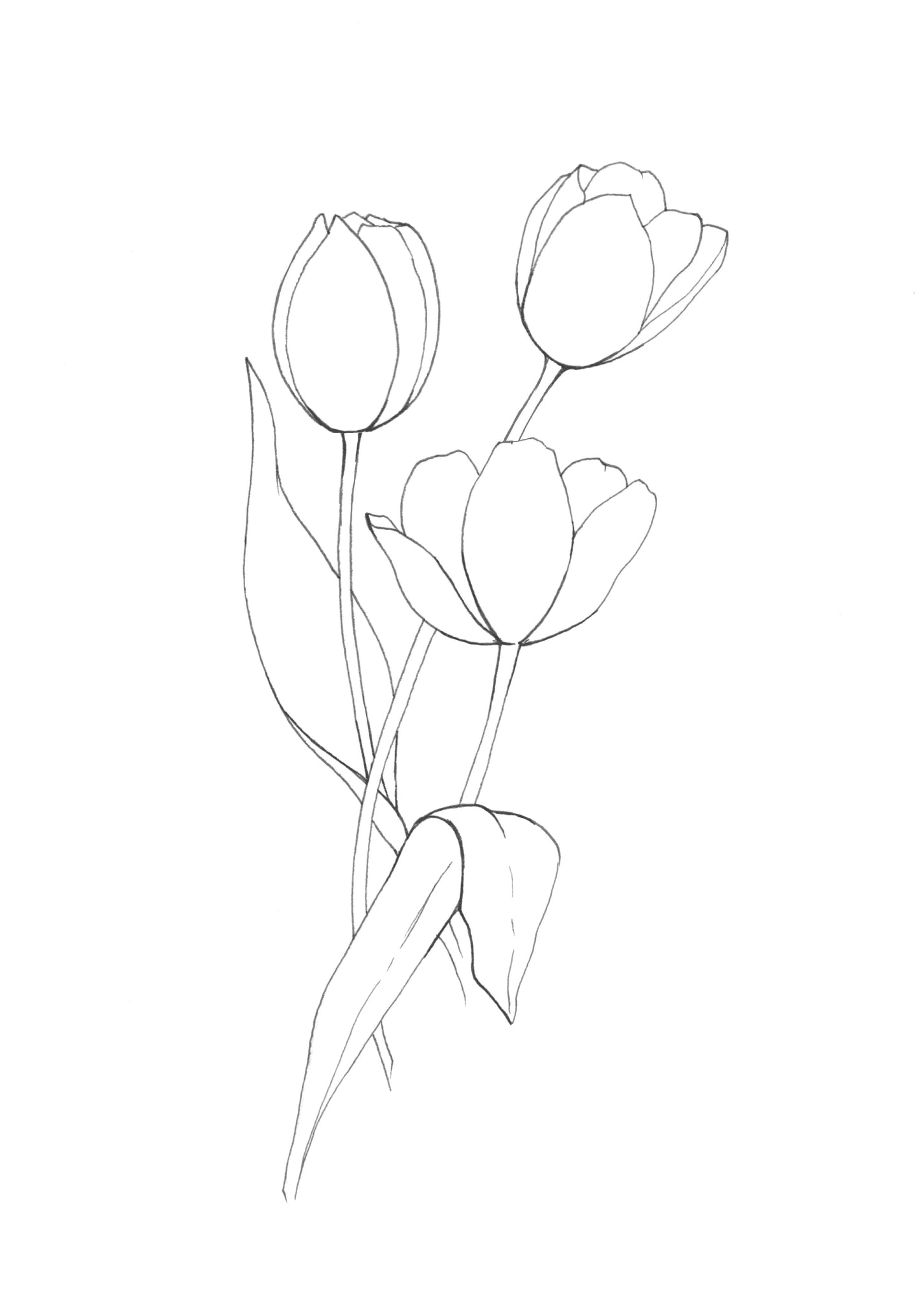 Tulips - Printable Design